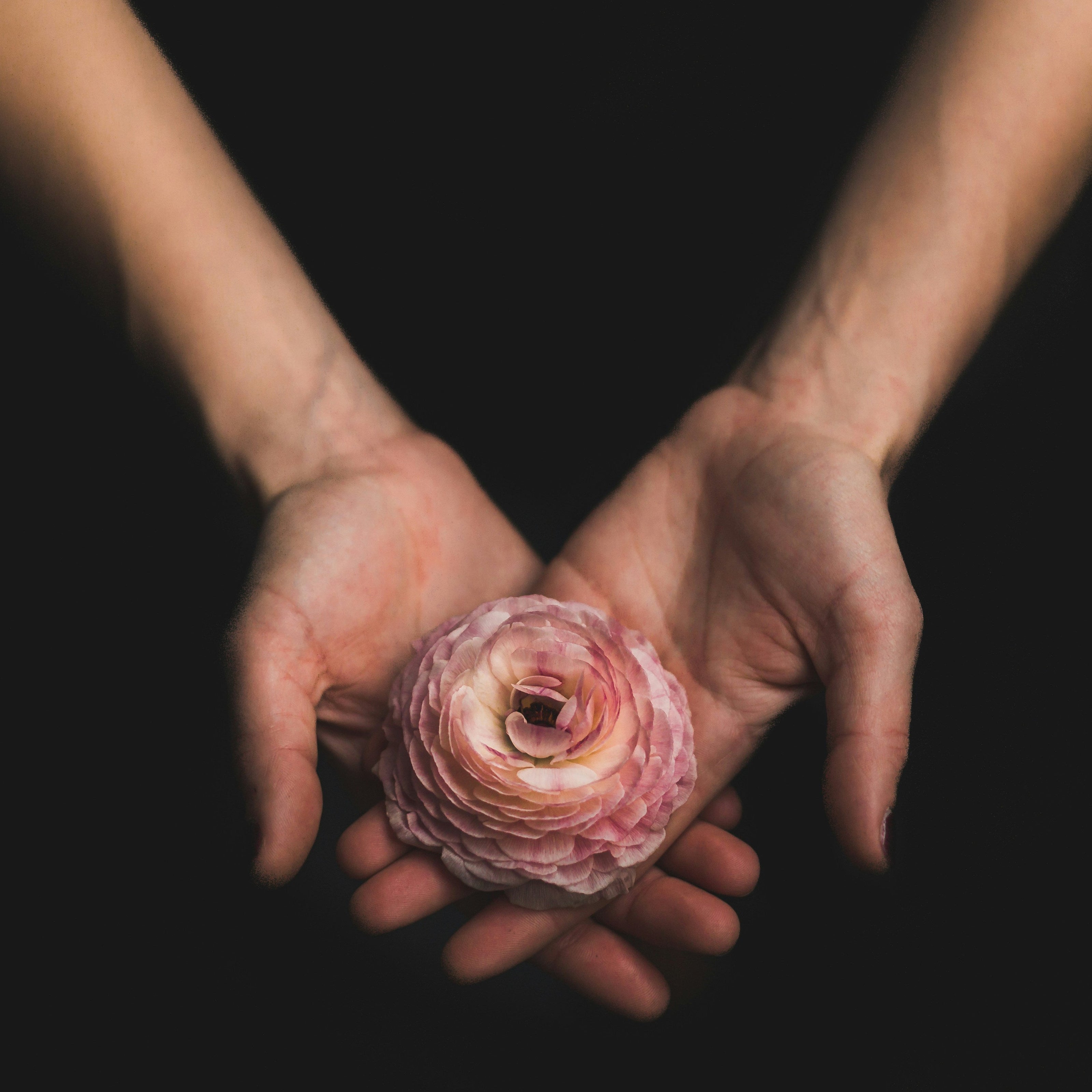 Hands holding a pink flower against a black background