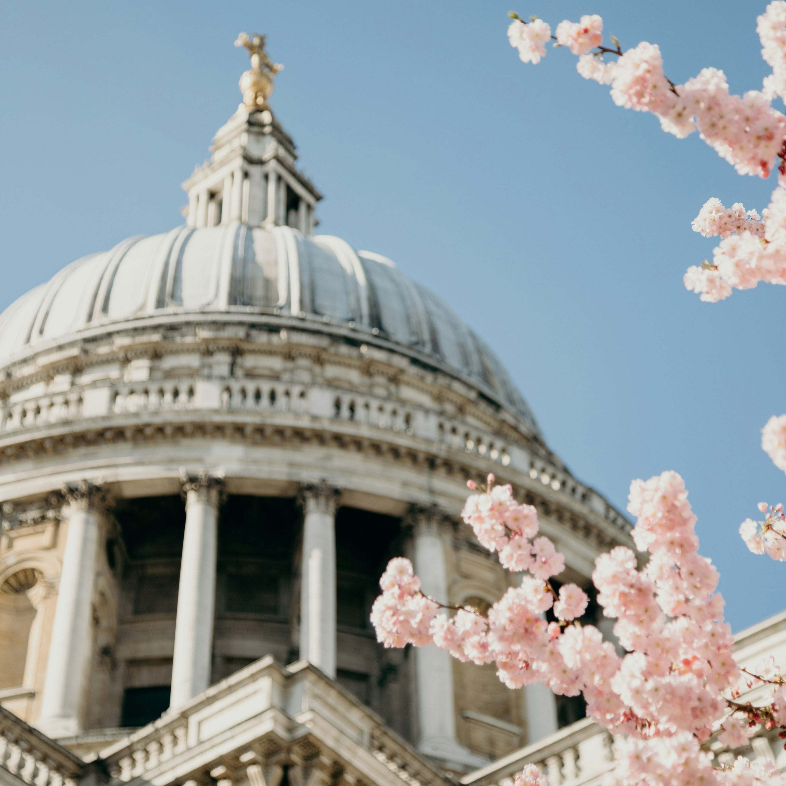 St. Paul's Cathedral with cherry blossoms in the foreground