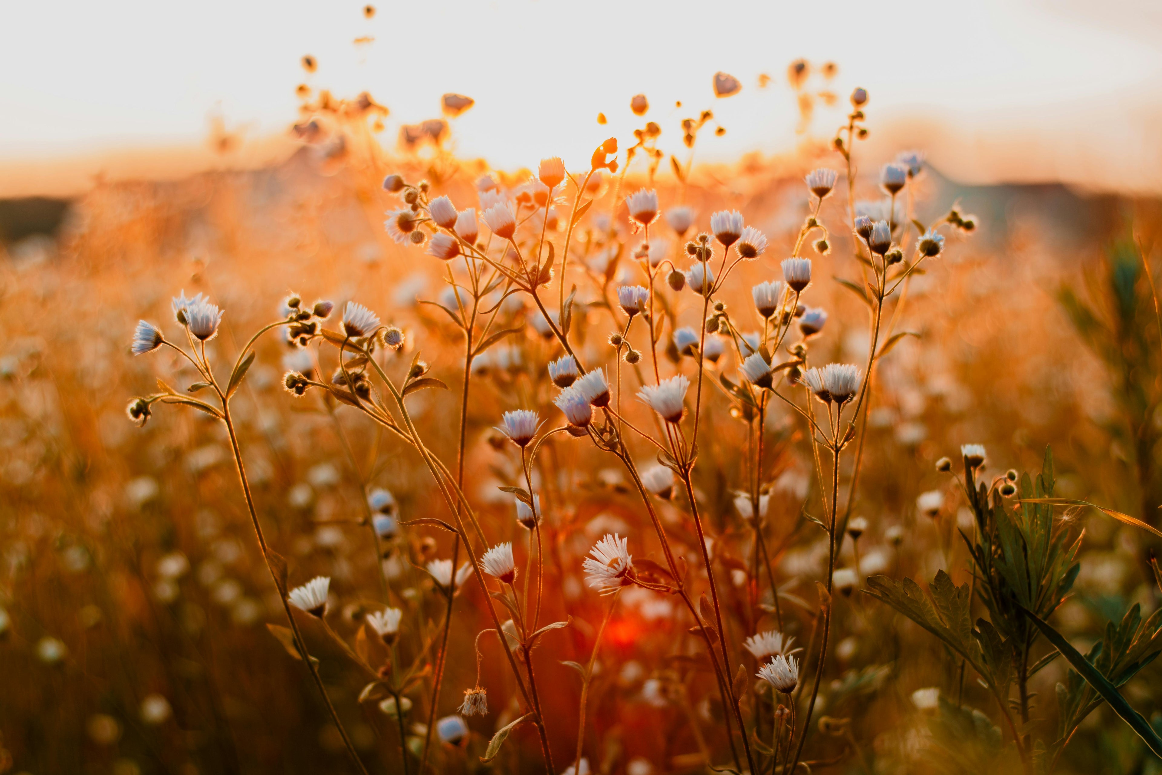 Wildflowers with a warm, golden glow during sunset.
