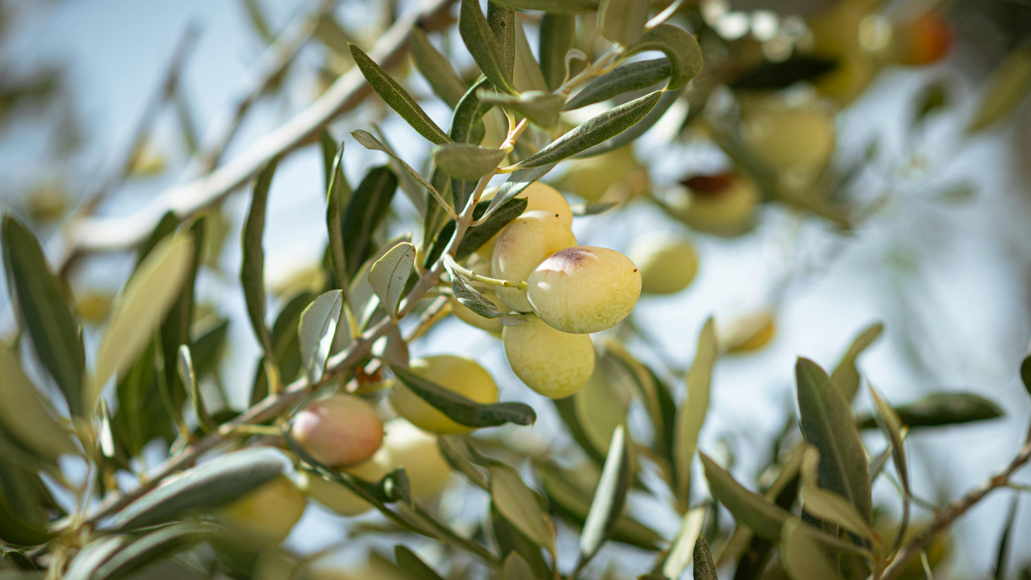 Olive branch with green and yellow olives on a blurred natural background
